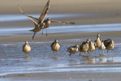 Some Marbled Godwits