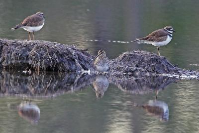 Wilson's Snipe (w killdeer guard birds)