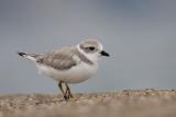 Piping Plover (juvenile)