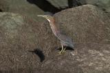 Green Heron with crest up