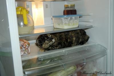 Frozen Cat - Miu aprontando na geladeira