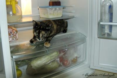 Frozen Cat - Miu aprontando na geladeira