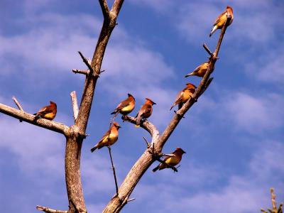 v3/29/403729/3/46063653.waxwings.jpg
