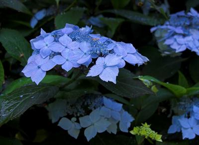 Blue hydrangea