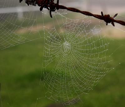 Spiderweb in the fog