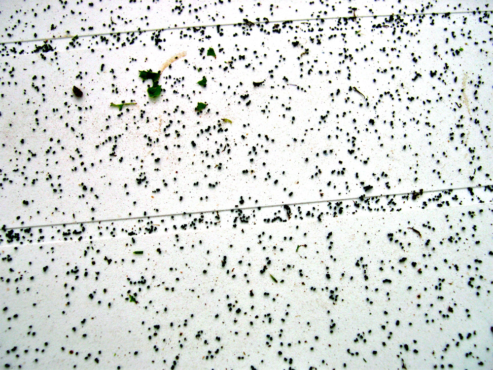 WORM POOP, eeeeewwwwww!