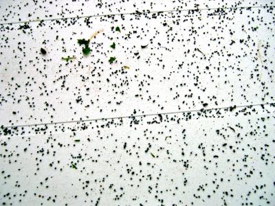 WORM POOP, eeeeewwwwww!