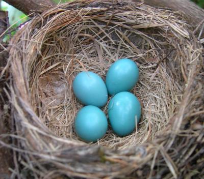 robin_eggs.jpg