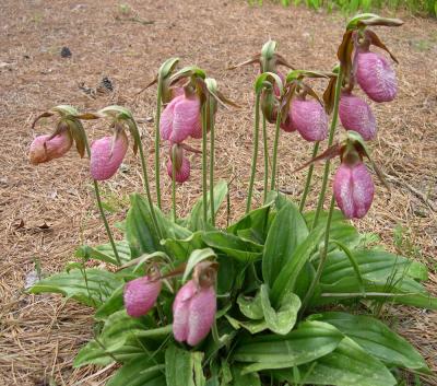 Ladyslippers.jpg