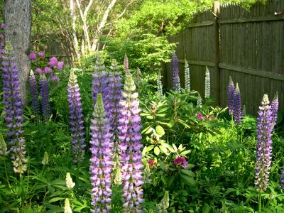 sidegarden.jpg