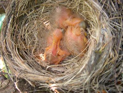 robinbabies.jpg