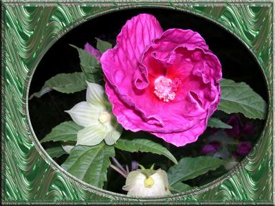 v3/29/412929/3/44714930.flowerframe.jpg