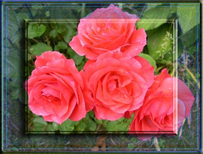 four_roses.jpg