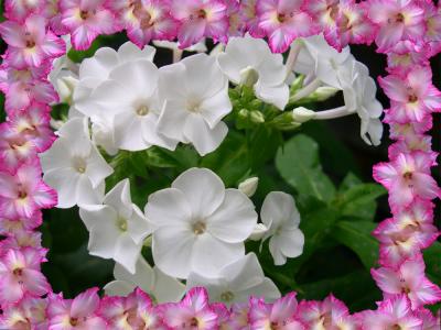 v3/29/412929/3/47043797.glad_frame.jpg