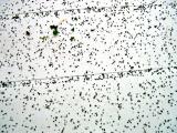 WORM POOP, eeeeewwwwww!