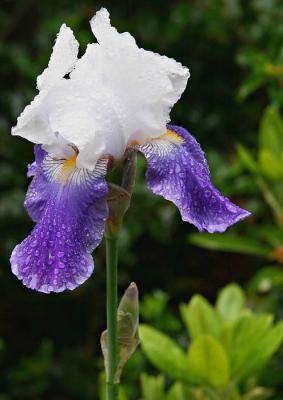 Purple Iris in the rain