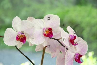 Orchids and focus point