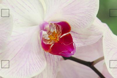 Orchids and focus point crop