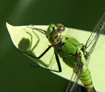 100% Green Dragonfly crop