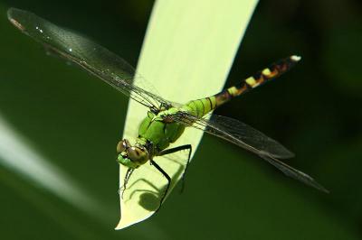 Green Dragonfly crop