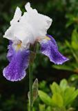 Purple Iris in the rain
