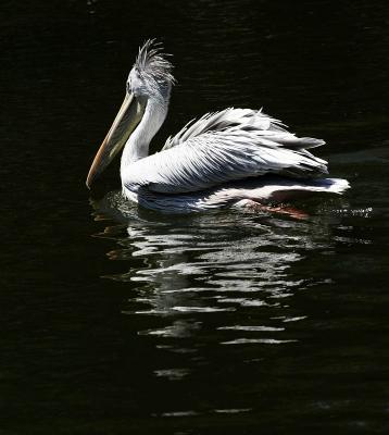 ripples.jpg