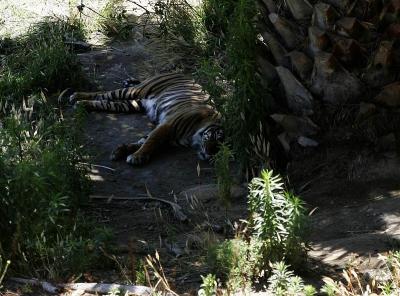 tigger.jpg