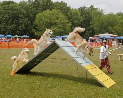 peg_and_her_dogs