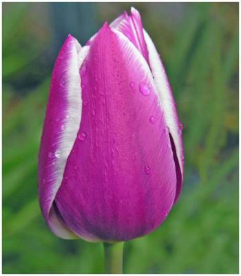 Chizuko Farley: Magenta Tulip