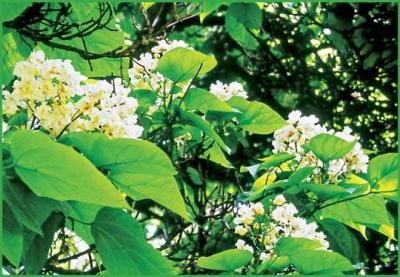 Norm Wooldridge: Catalpa Blossoms
