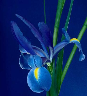 Dawn Ziegelmayer: Blue Iris