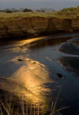 Dawn Ziegelmayer: Moonlight on the River