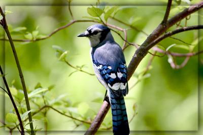 v3/29/467129/3/44404081.June62005BlueJay.jpg
