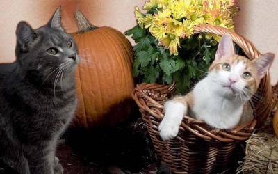 v3/29/467129/3/51354739.OctobercatsAshesandSawyer_pad.jpg