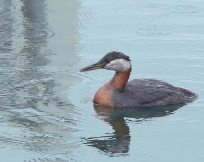 Red-necked Grebe on a rainy day.