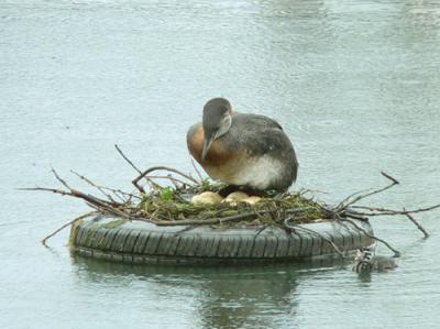 Red-necked Grebes Building a Nest