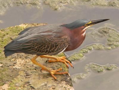 The Adult Green Heron