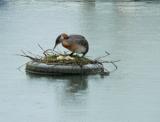 This mom has already layed 5 eggs and one has hatched .. see junior watching her!