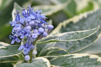 blueflowers.jpg