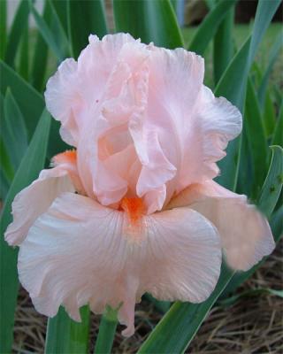 peach-iris.jpg