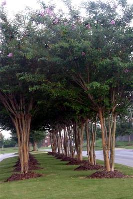 pathway thru trees.jpg