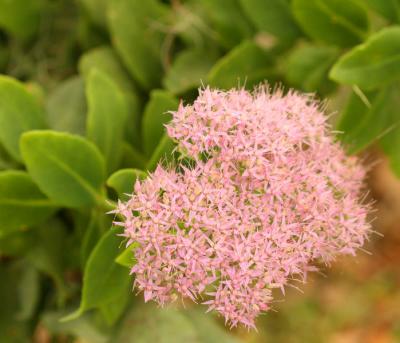 Pink.jpg