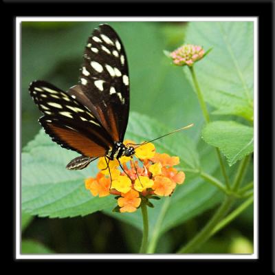 Butterfly action 1