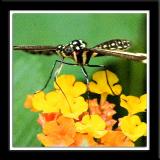 Butterfly action 2