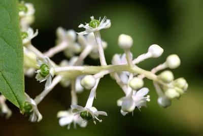 pokeweed (Phytolacca americana) Polk Salad Annie,this is it!! by Tony Joe White