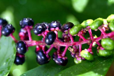 pokeweed (Phytolacca americana)