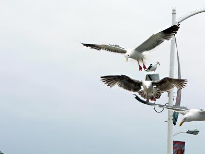 sea gulls.jpg