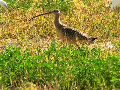 long billed curlew