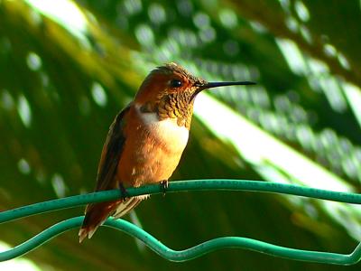 Allens hummingbird