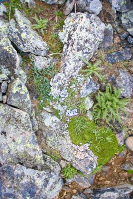 Moss, Fern and Lichen